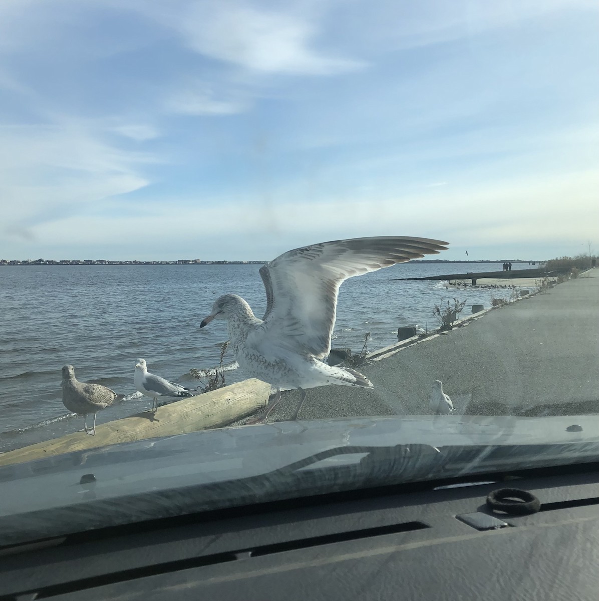 ringnebbmåke - ML647572955