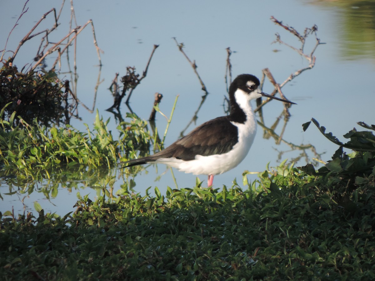 svartkronestylteløper - ML647572960