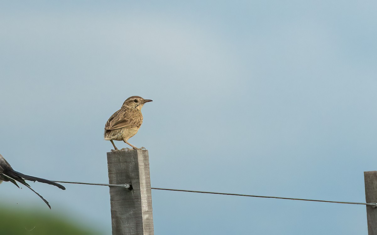 kvistsamler - ML647572964