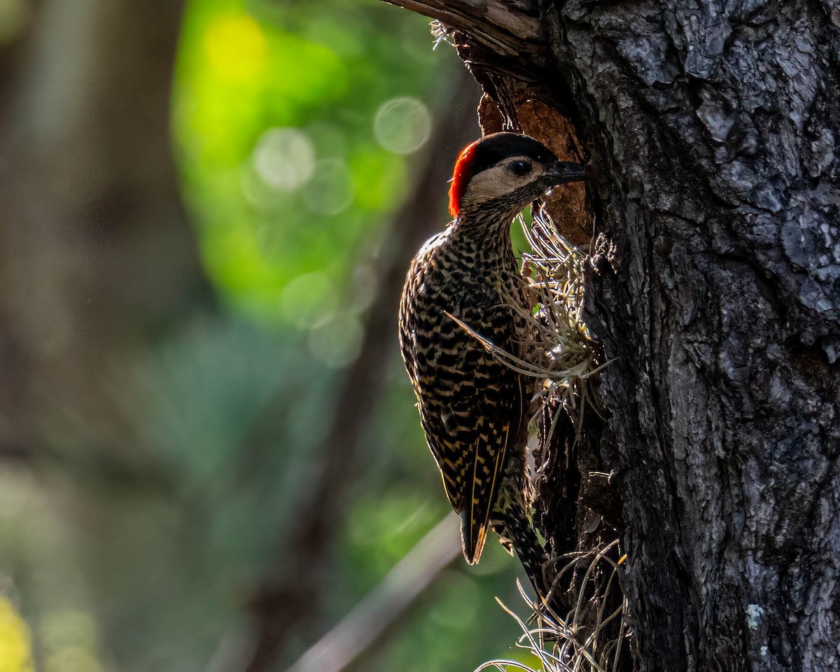 caatingaspett - ML647572965