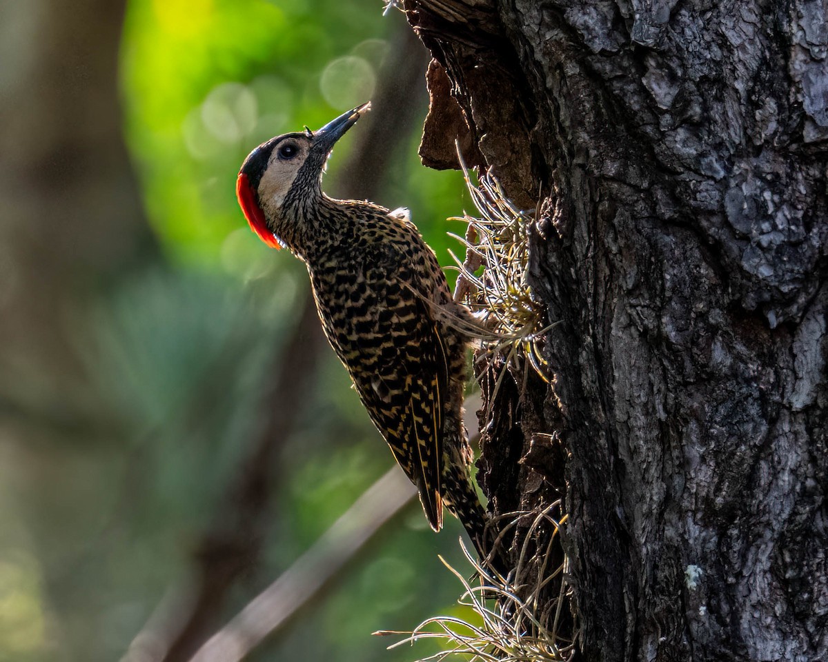 caatingaspett - ML647572966