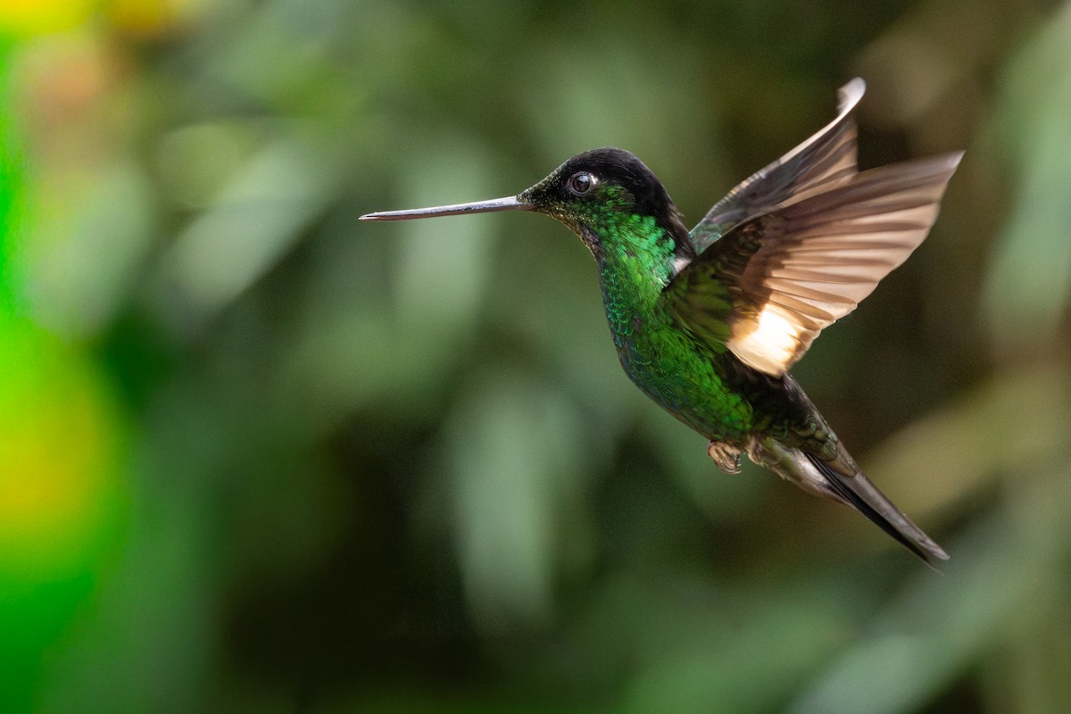 opalvingeinka - ML647572968