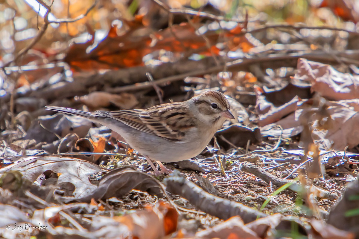 Chipping Sparrow - ML647572969