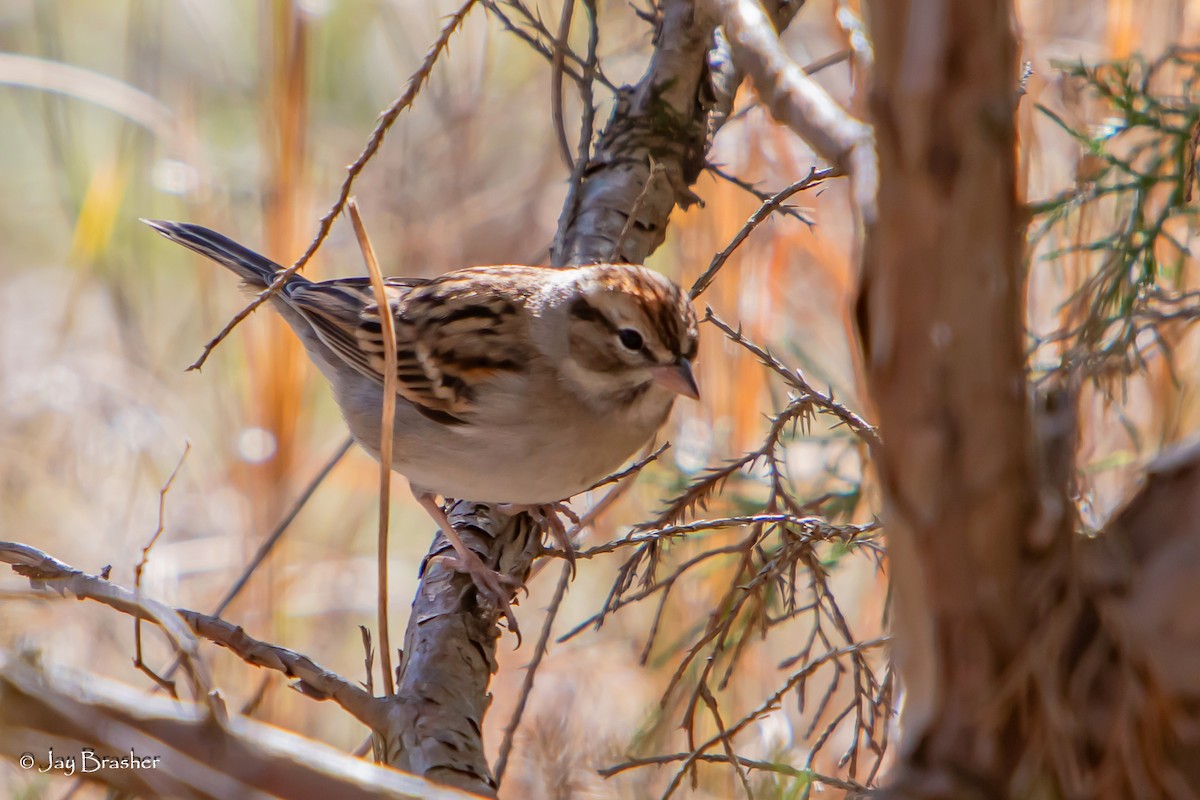 Chipping Sparrow - ML647572970