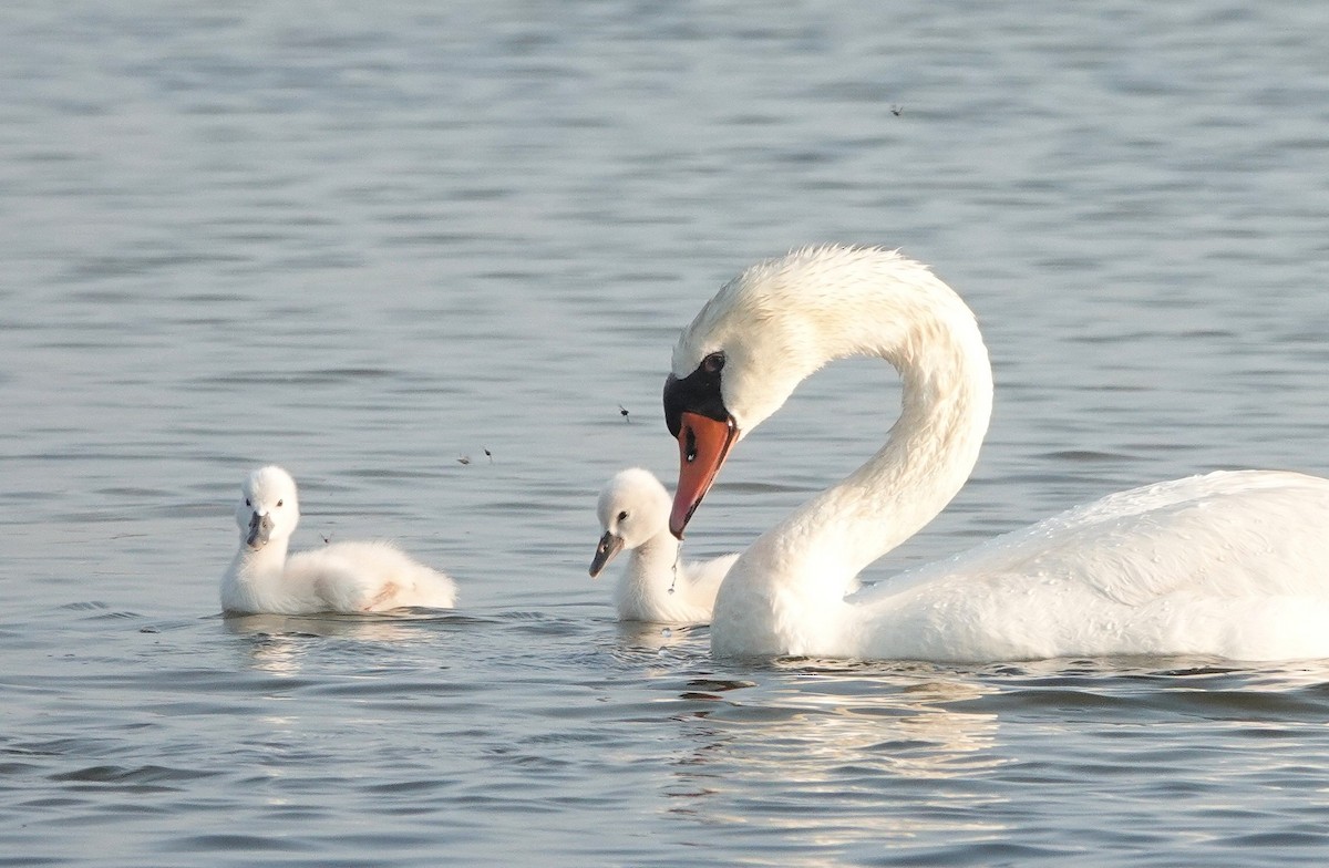 knoppsvane - ML647572971