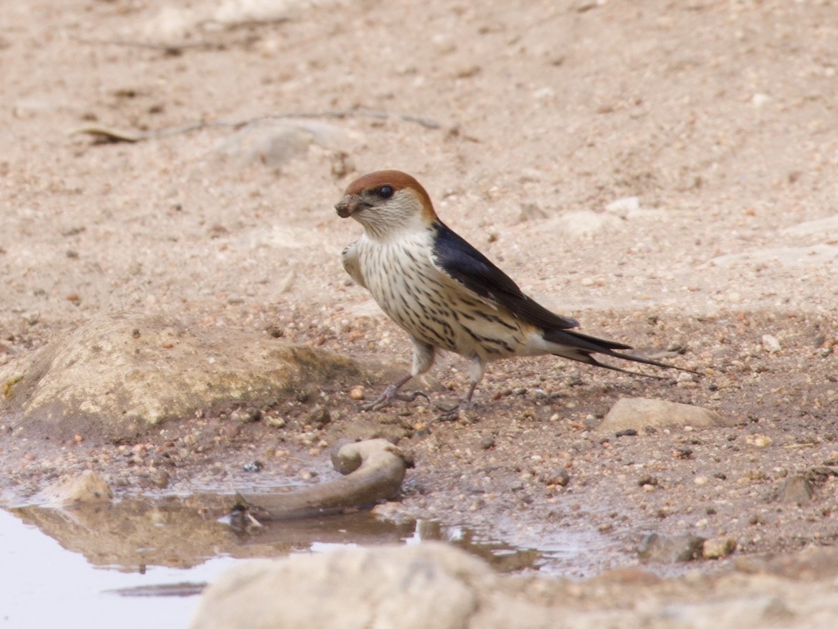 smalstripesvale - ML647572972