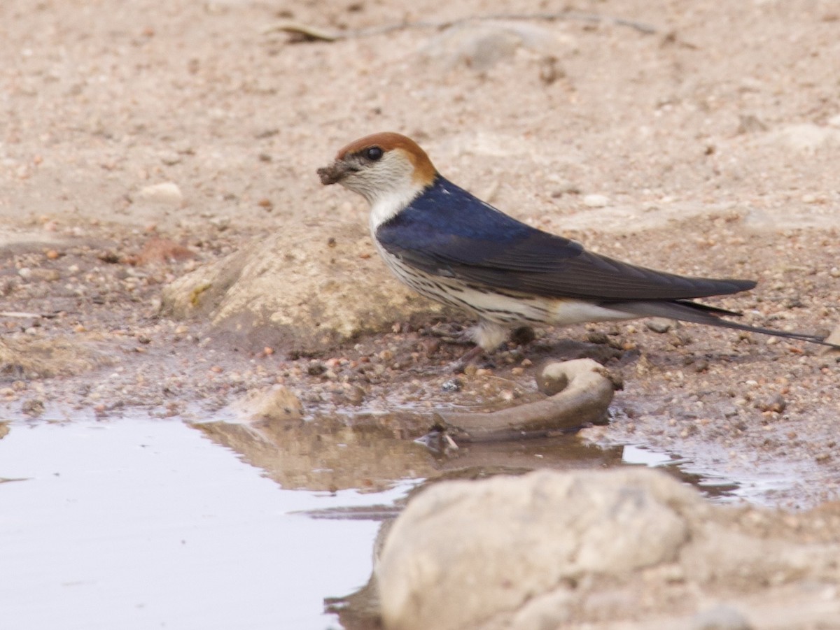 smalstripesvale - ML647572973