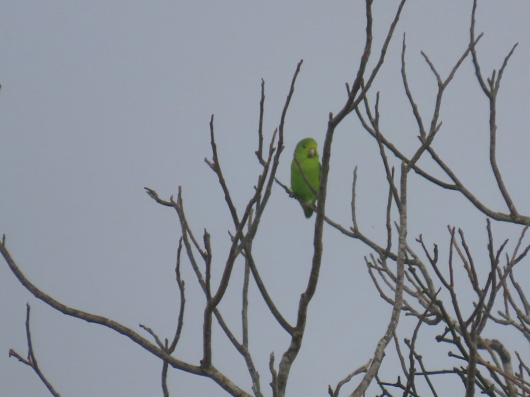 koboltpapitt - ML647572974