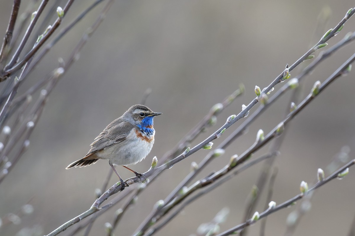 blåstrupe - ML647572976