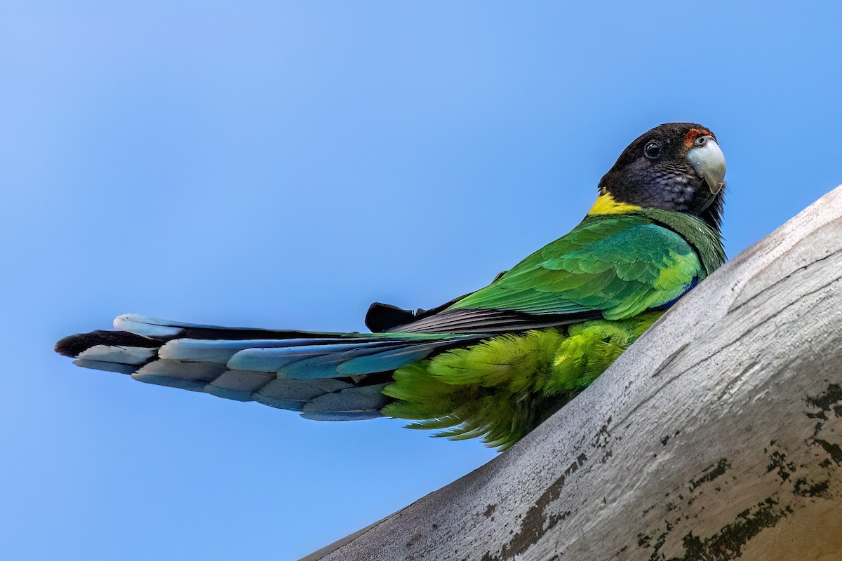 svarthodeparakitt - ML647572977