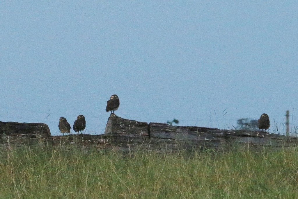 rødnebbplystreand - ML647572978