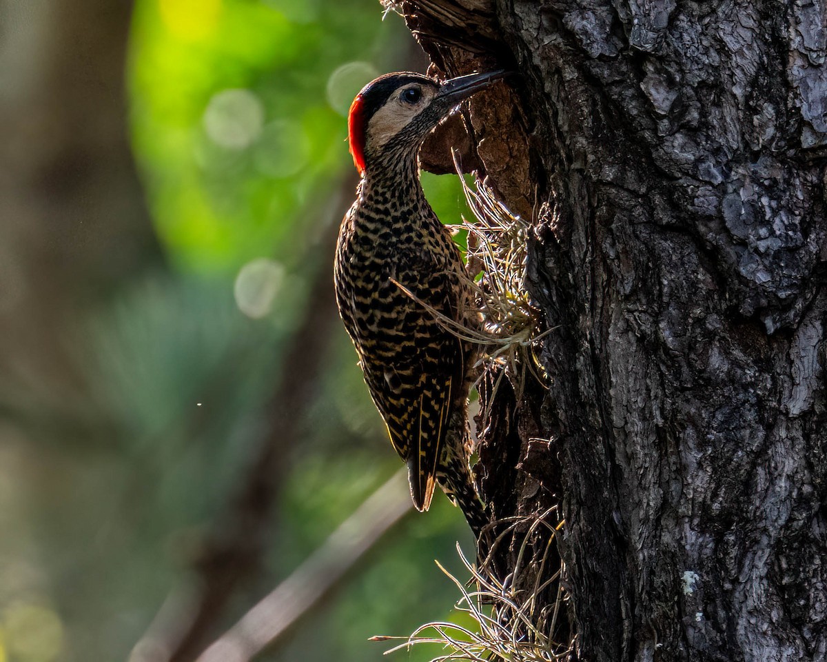 caatingaspett - ML647572980