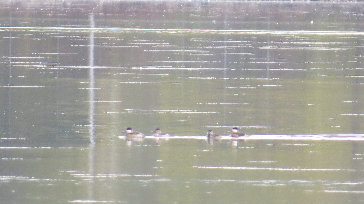 kobberand - ML647572982