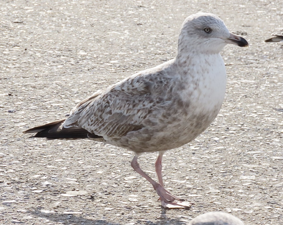 amerikagråmåke - ML647572984