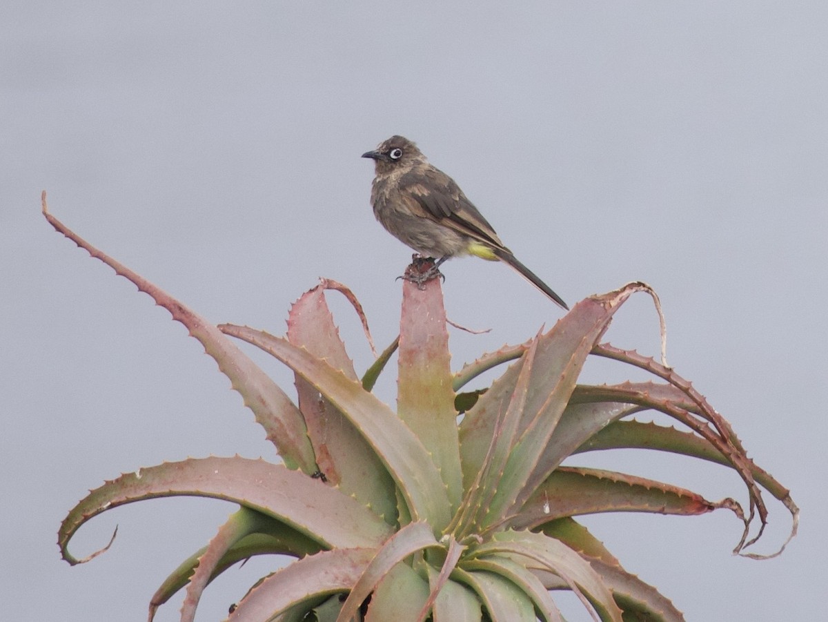 Cape Bulbul - ML647573000