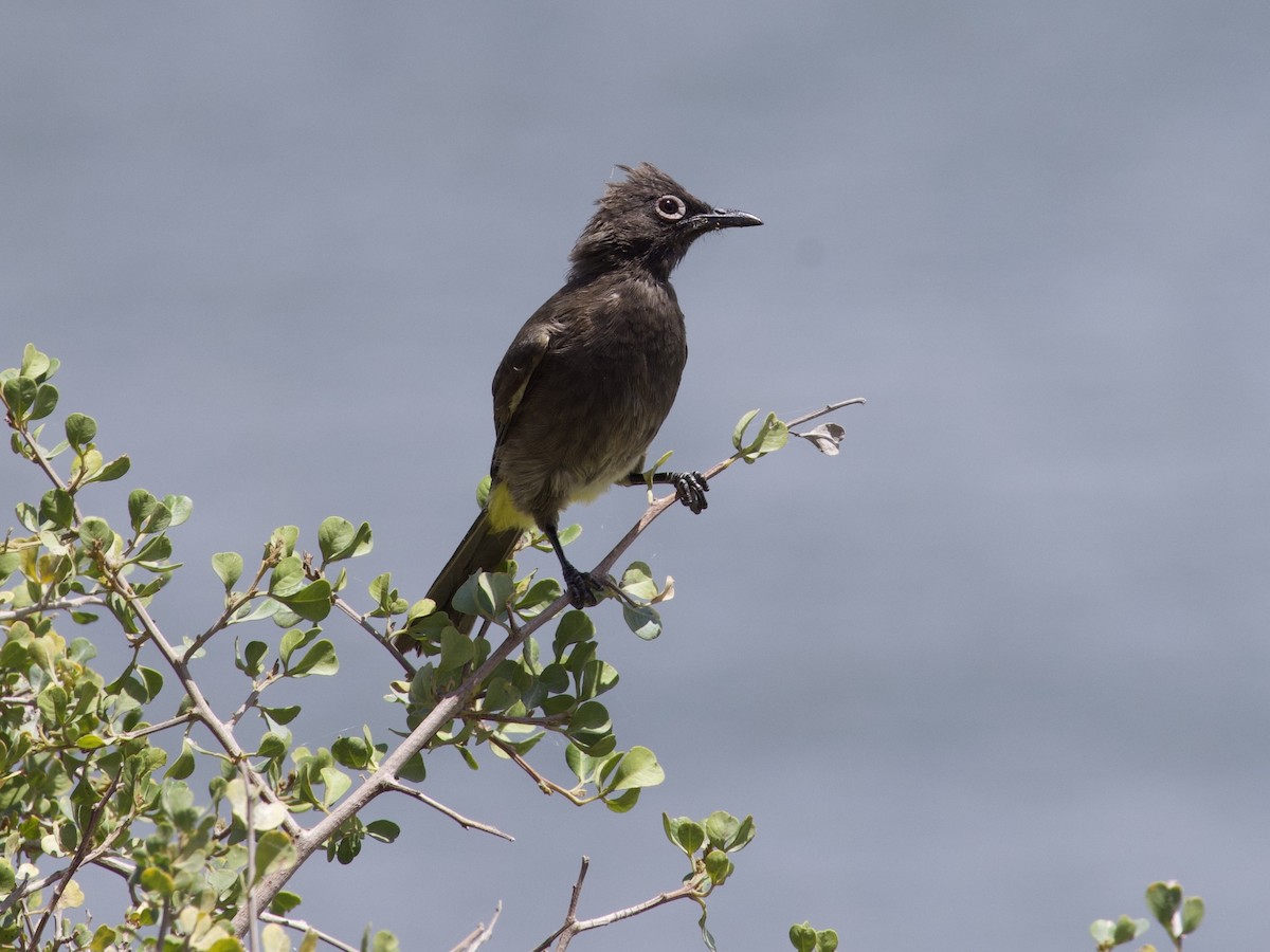 Cape Bulbul - ML647573001