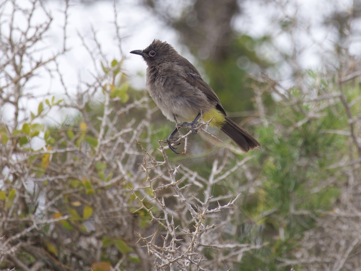 Cape Bulbul - ML647573002