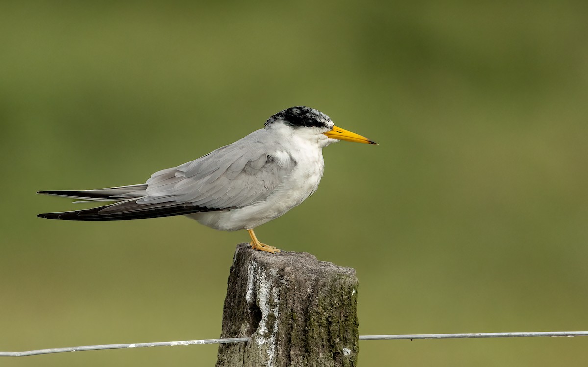 Yellow-billed Tern - ML647573022