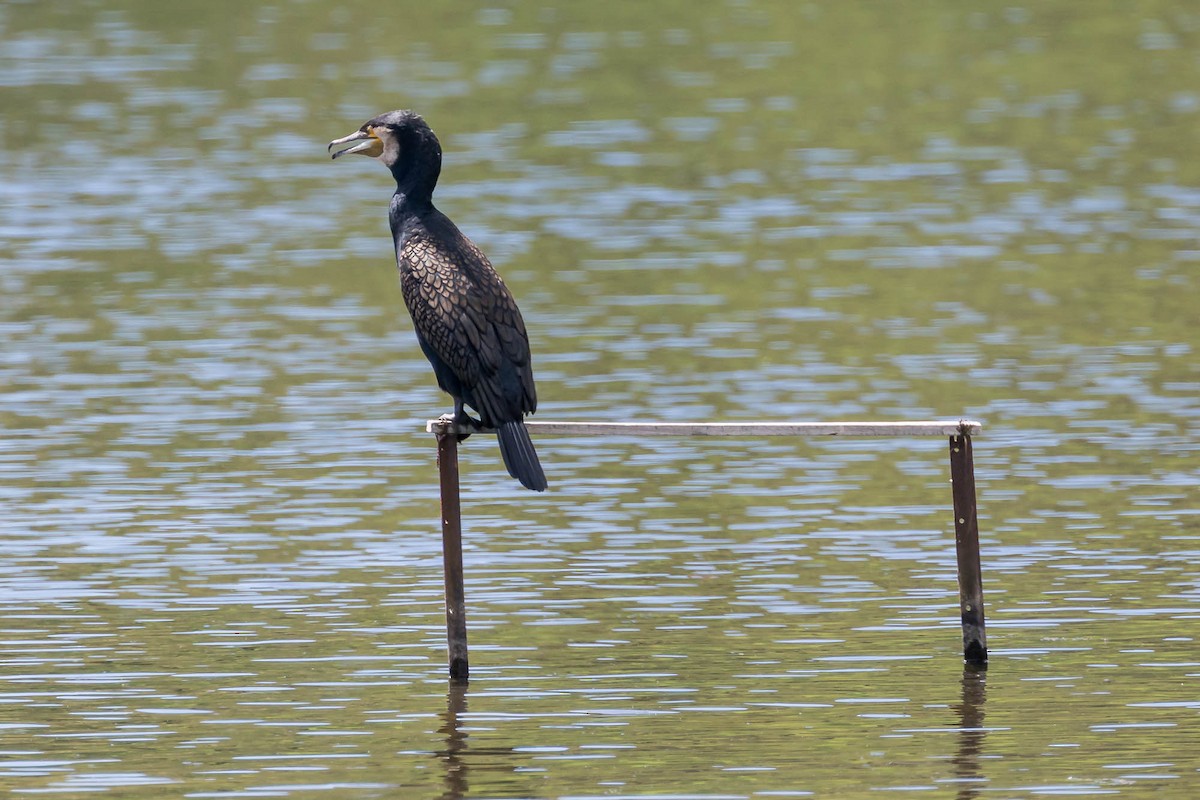 kormorán velký (ssp. novaehollandiae) - ML647573040