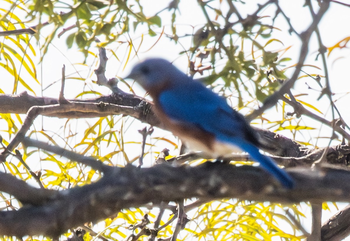 Eastern Bluebird - ML647573073