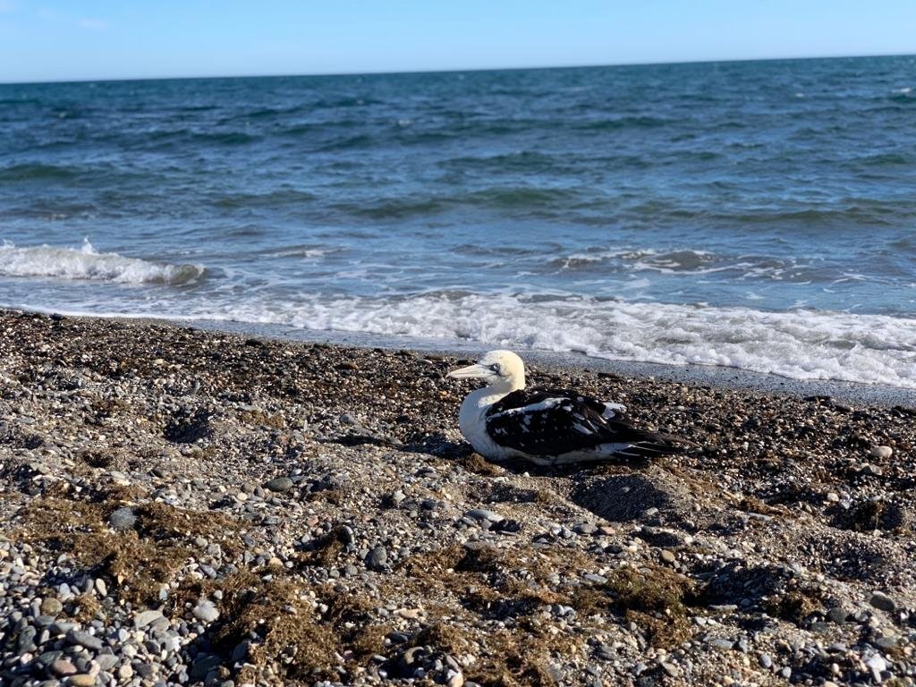 Northern Gannet - ML647573074