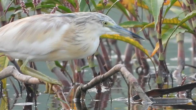 Garcilla Cangrejera - ML647573101