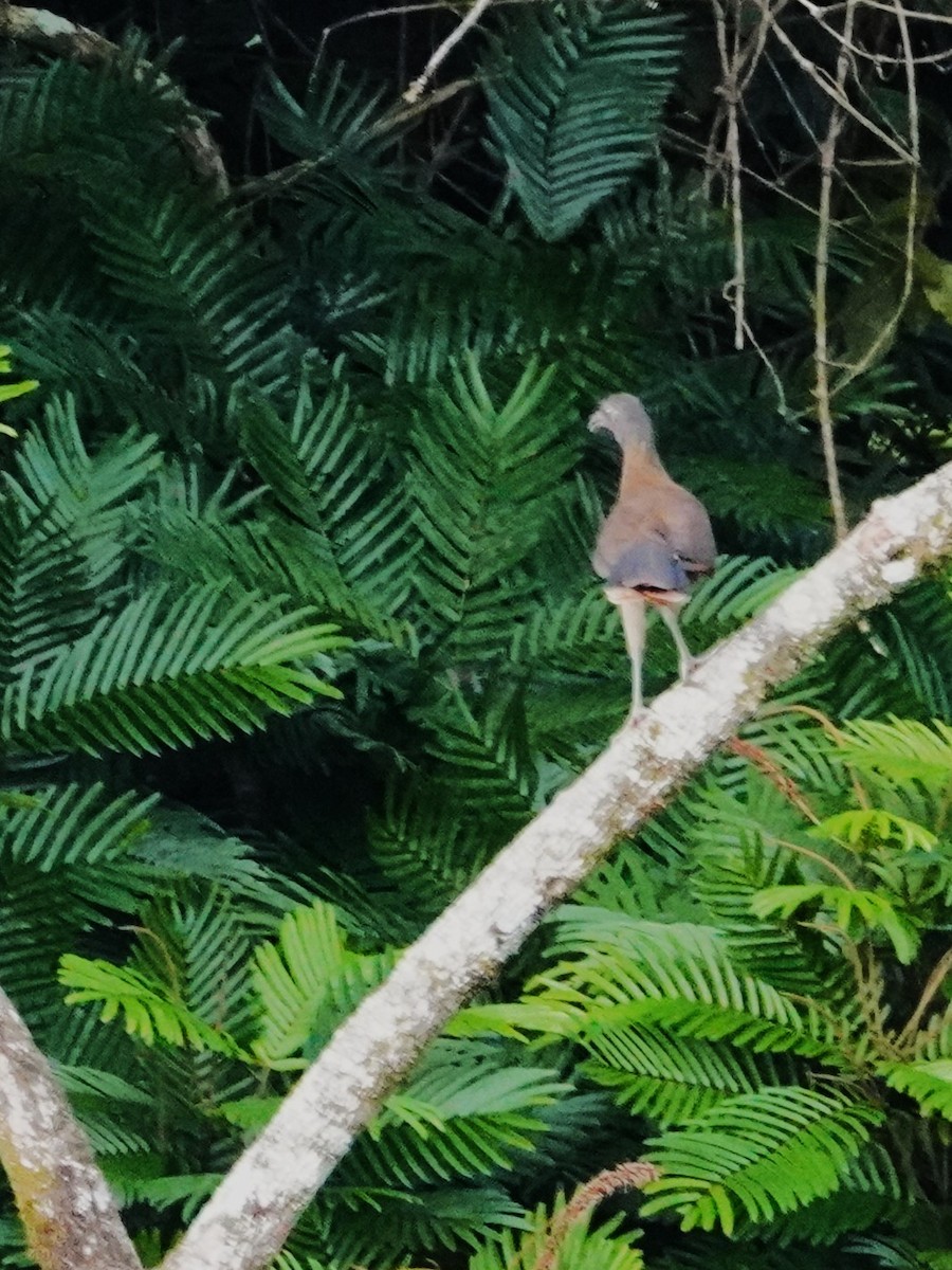 Gray-headed Chachalaca - ML647573106