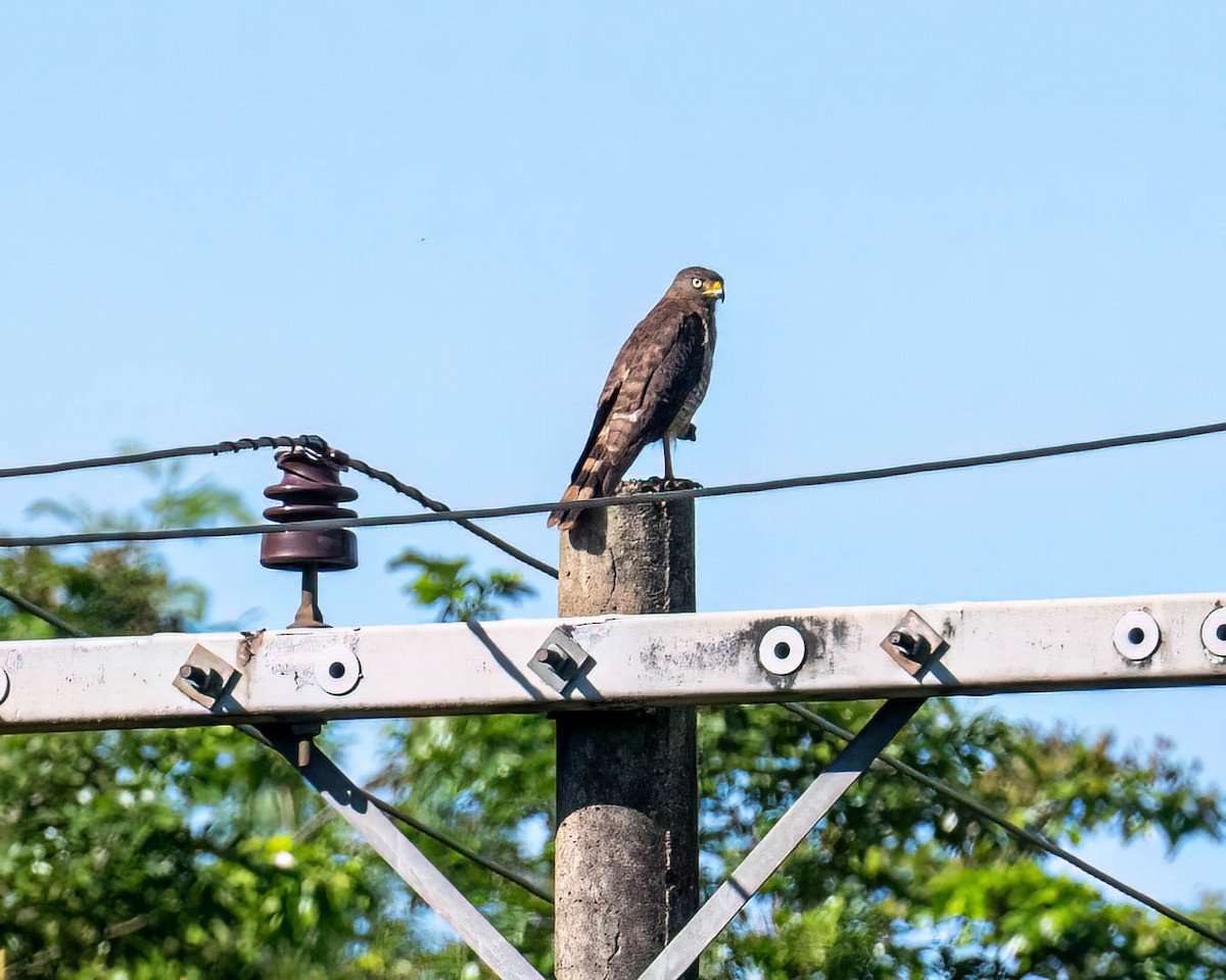 Roadside Hawk - ML647573126