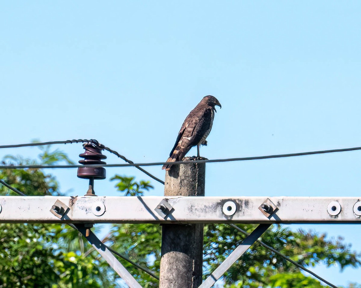 Roadside Hawk - ML647573127