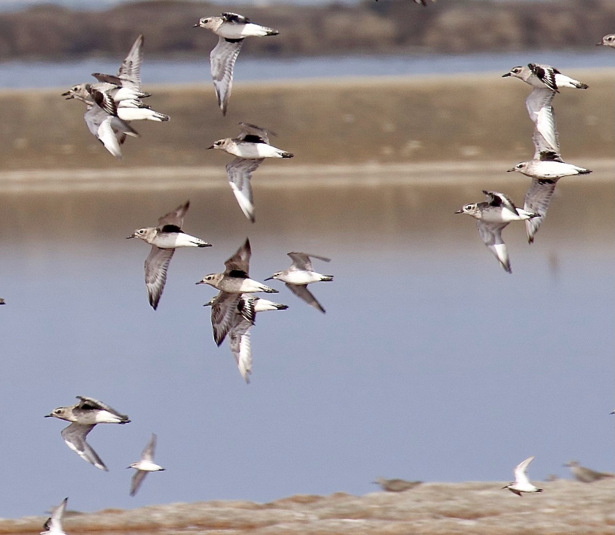 Txirri lodia - ML647573132