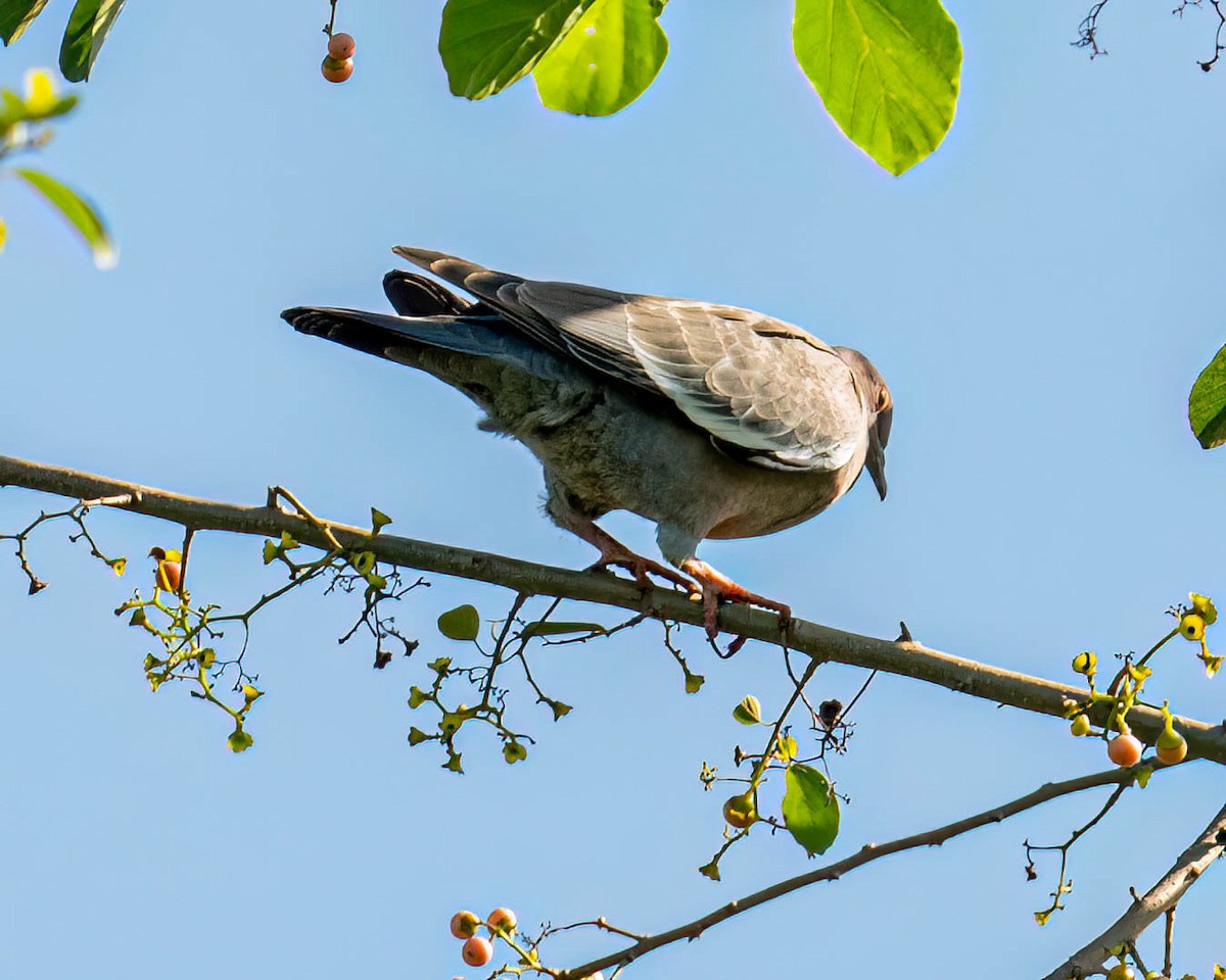 Голуб аргентинський - ML647573139