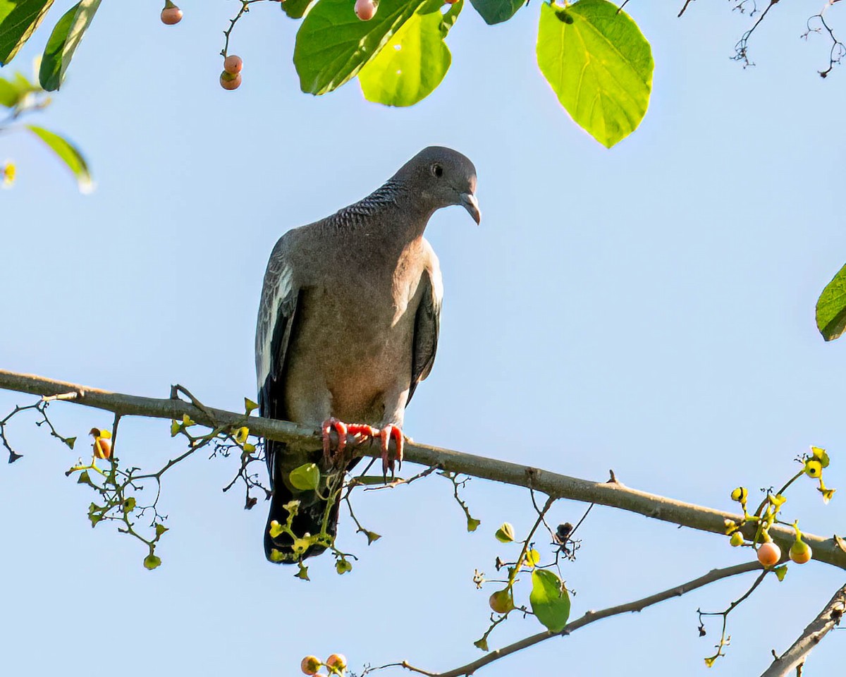 Голуб аргентинський - ML647573142