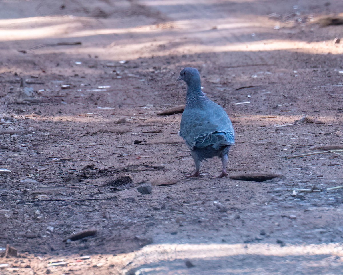 Голуб аргентинський - ML647573147