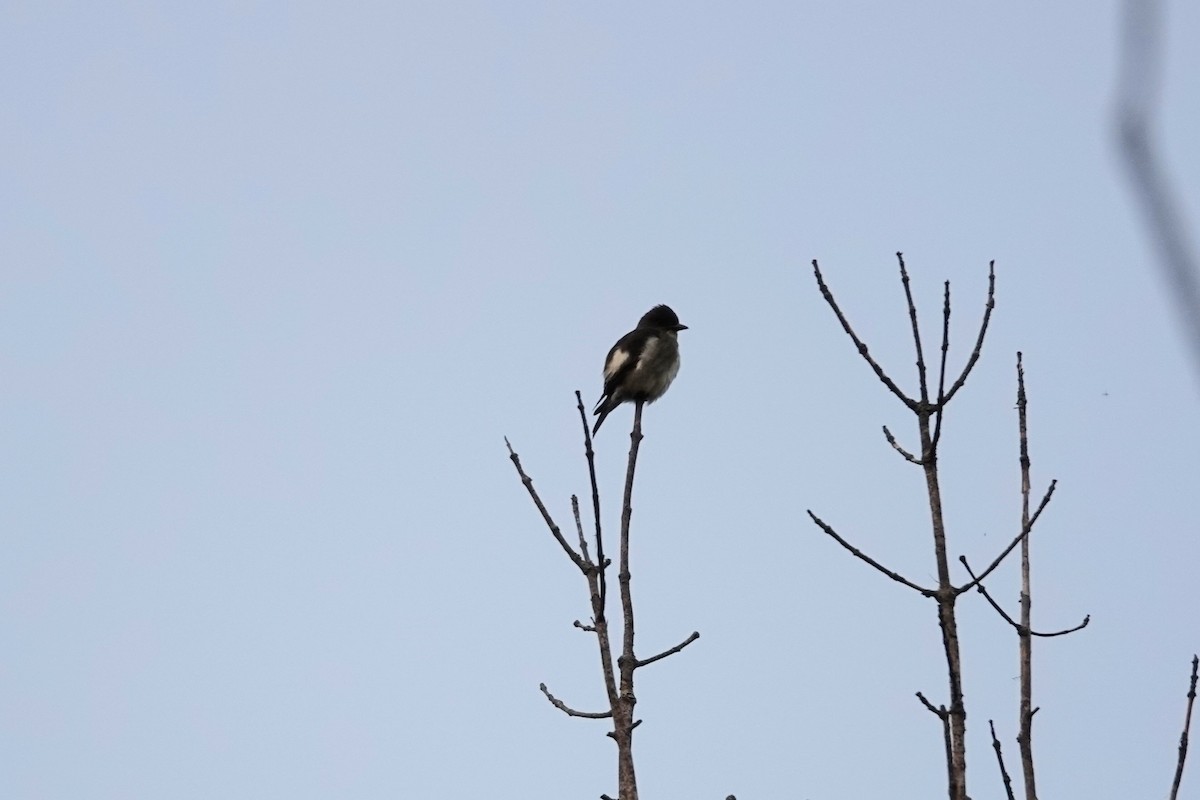 Olive-sided Flycatcher - ML647573163