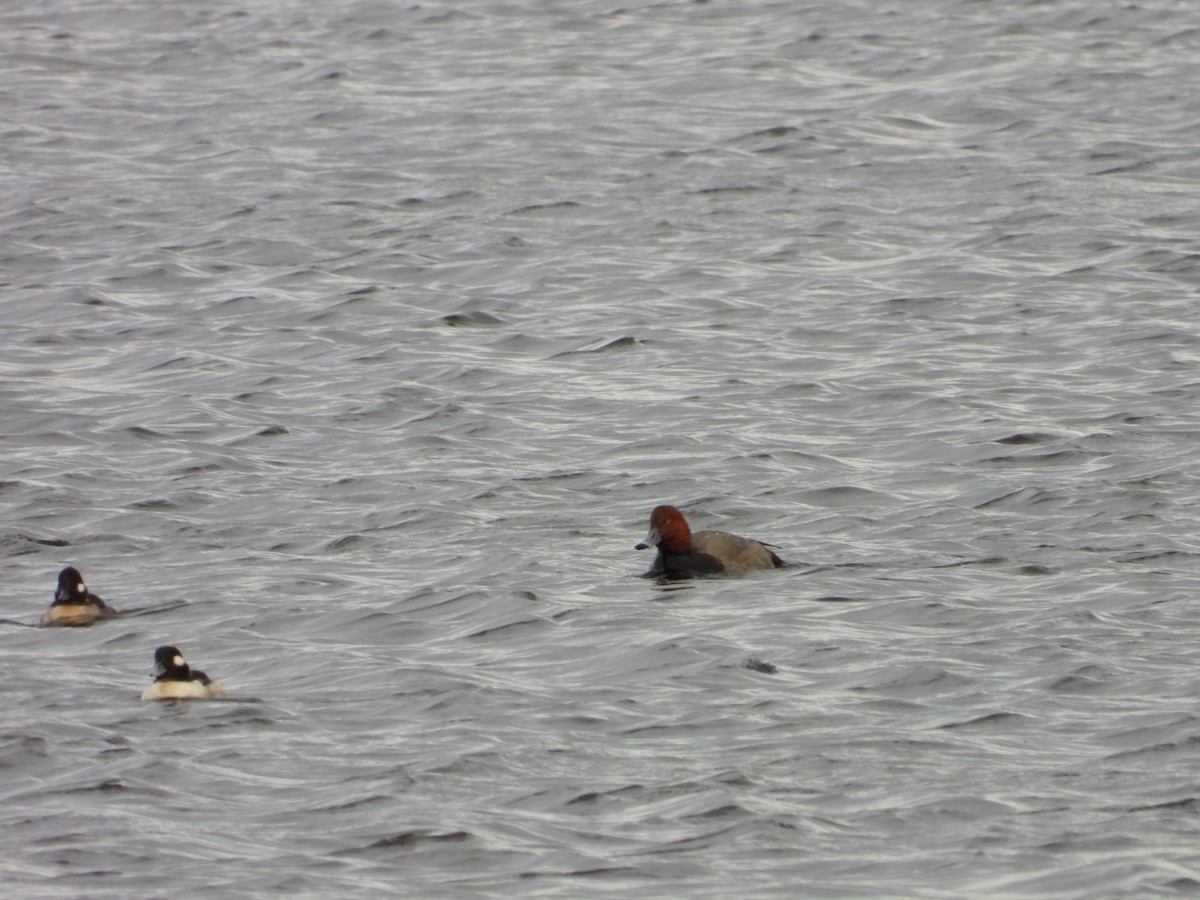 Porrón Americano - ML647573186