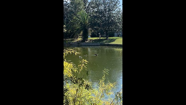 Ubarroi belarriduna - ML647573196