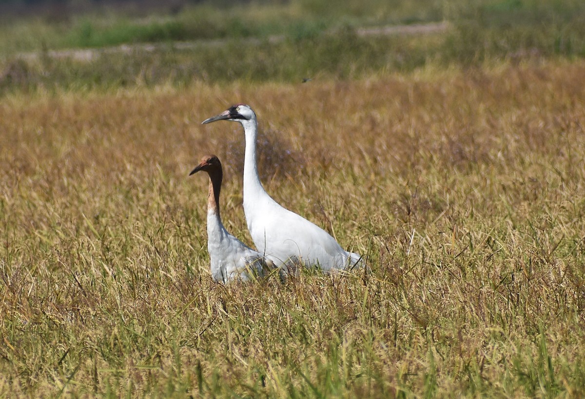 jeřáb americký - ML647573234