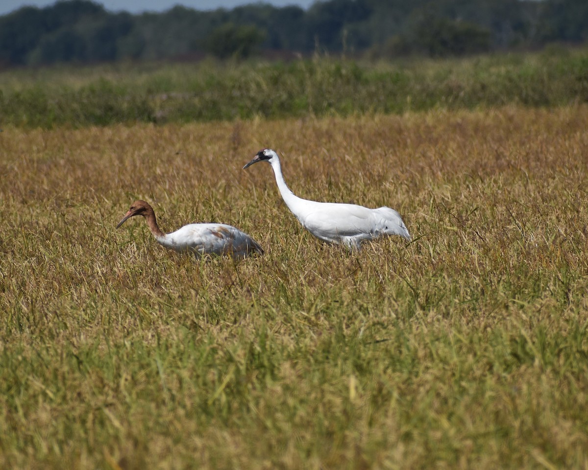 jeřáb americký - ML647573236