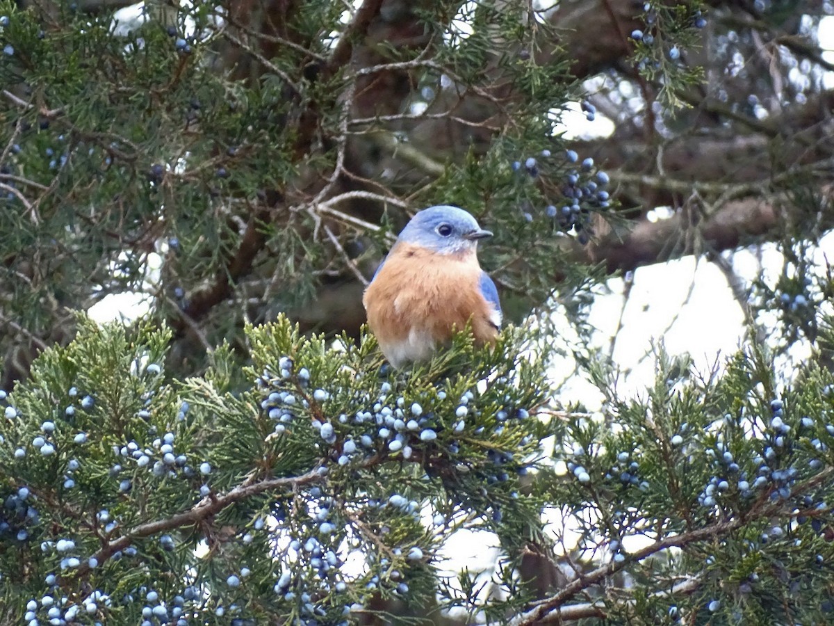 Eastern Bluebird - ML647573257