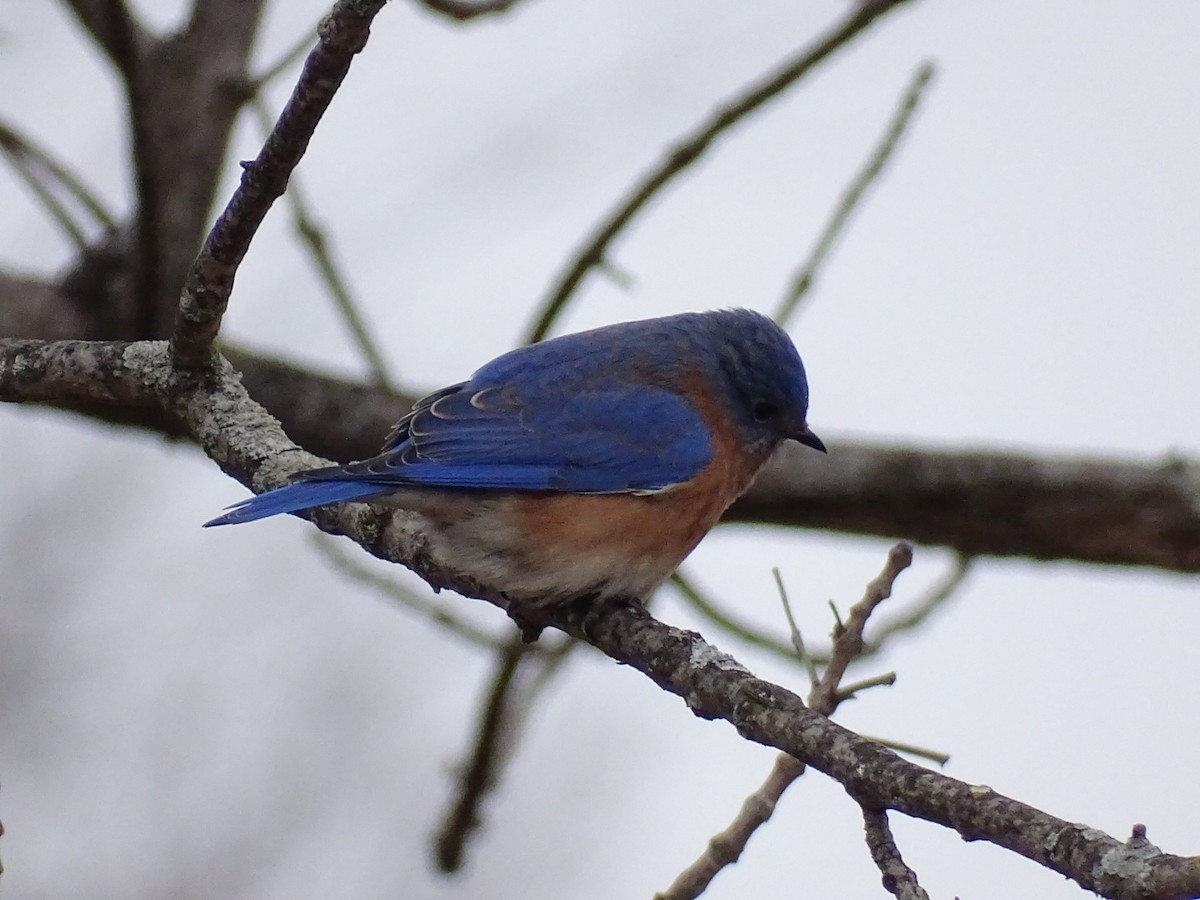 Eastern Bluebird - ML647573258