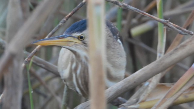 Avetorillo Común - ML647573304