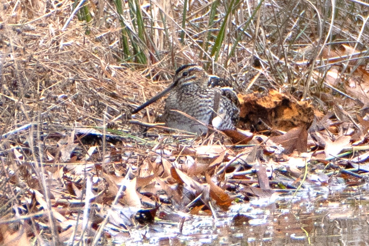 Wilson's Snipe - ML647573306