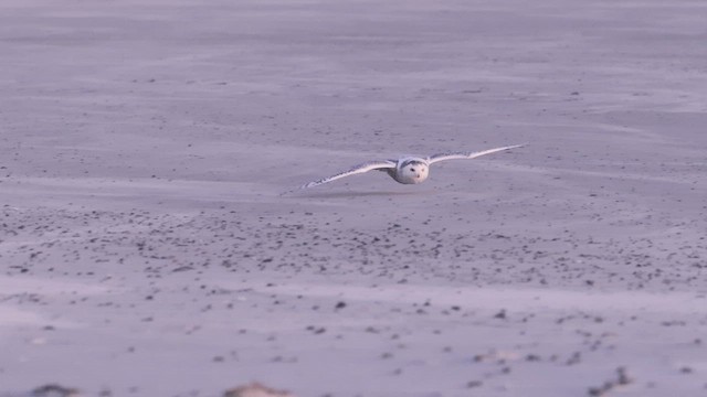 Elur-hontza - ML647573308