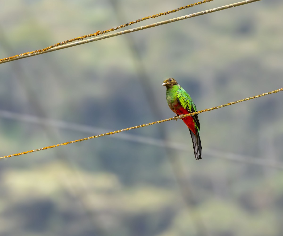 Quetzal doré - ML647573311