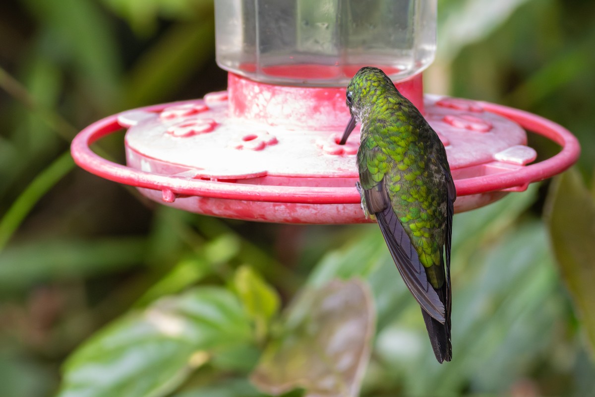 Empress Brilliant - ML647573313