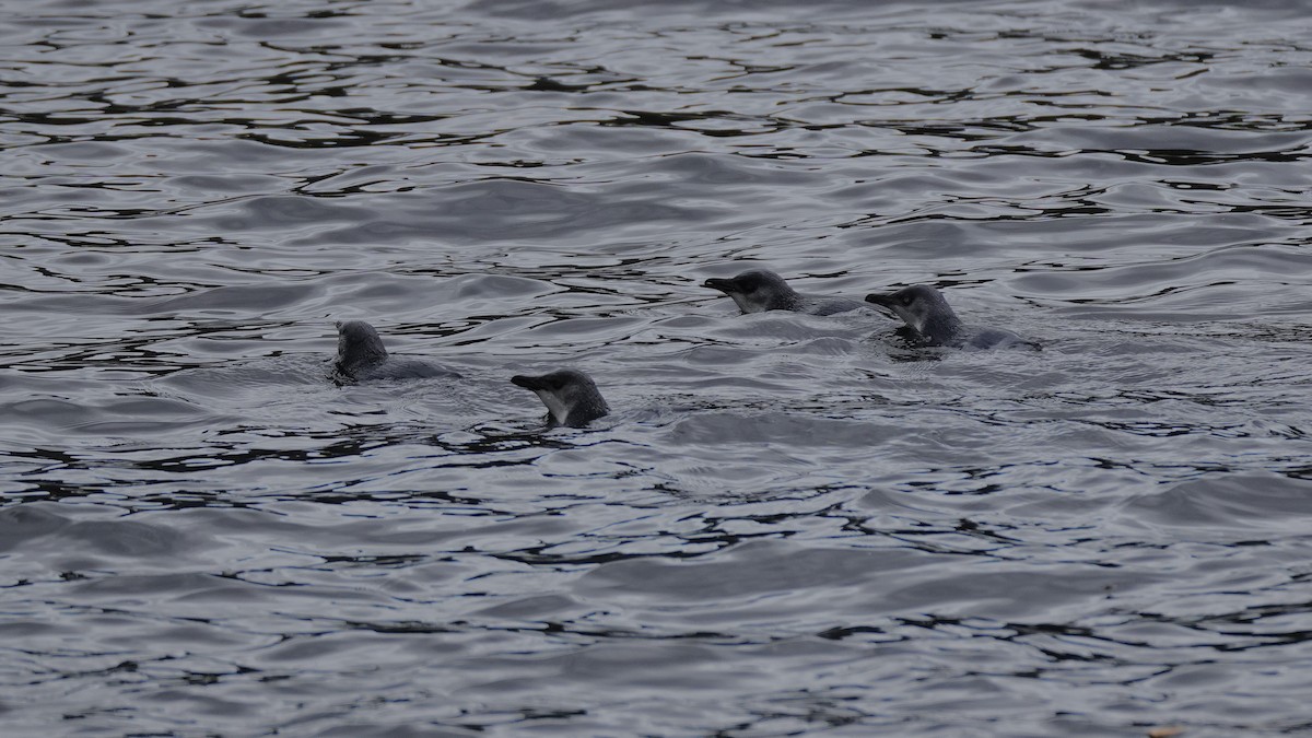 Little Penguin - ML647573327