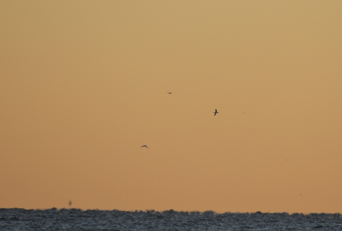 Northern Gannet - ML647573337