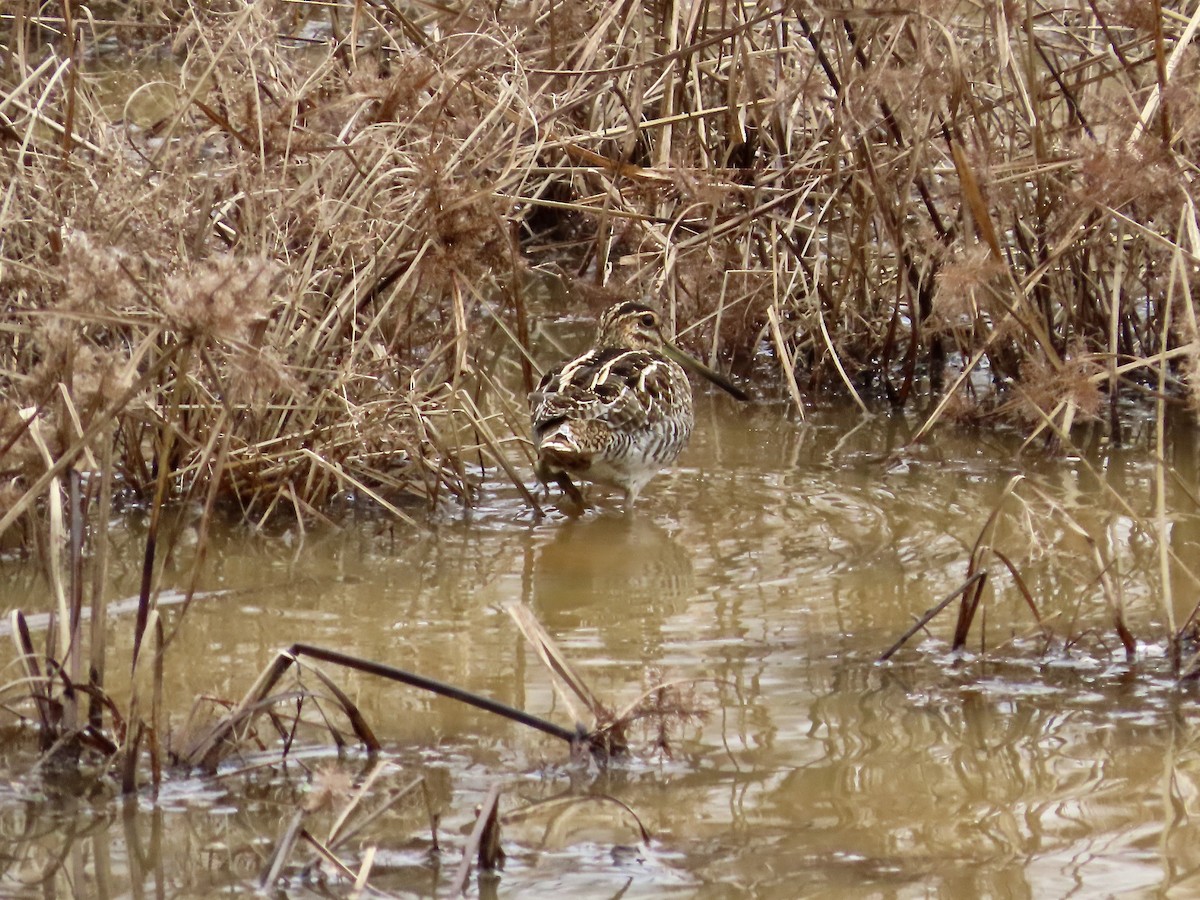 Wilson's Snipe - ML647573349