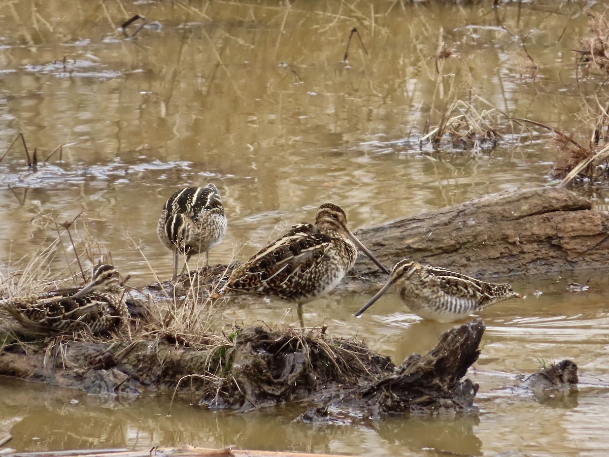Wilson's Snipe - ML647573350