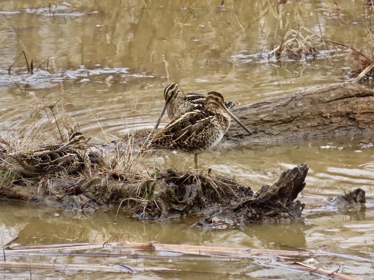 Wilson's Snipe - ML647573351